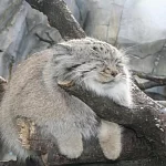 OneManul83