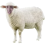 TentoTeamBudePoslední