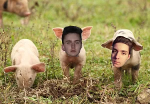 Prasátka na výběhu