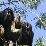 Monkeys From the Rift